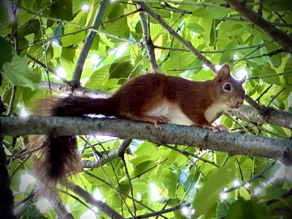 Timelapse Nature : Capturer la croissance et la végétalisation au service de l'environnement